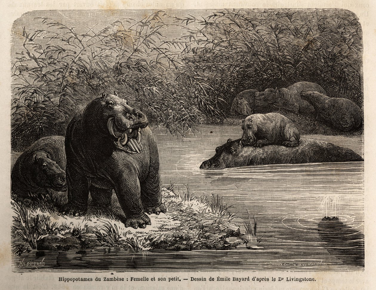 Zambese nijlpaard: vrouwtje en haar jong verfrissen zich in de rivier. Gravure ter illustratie van Dr. Livingstone