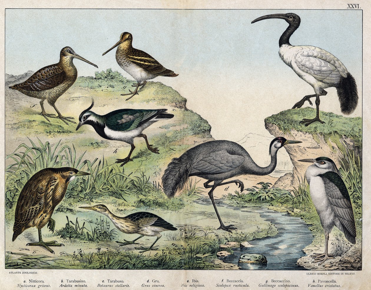 a: Zwartkruinreiger (Nycticorax griseus), b: Kleine zilverreiger (Ardetta minuta), c: Roerdomp (Botaurus stellaris), d: Kraanvogel (Grus cinerea), e: Heilige ibis (Ibis religiosa), f: Houtsnip (Scolopax rusticula), g: Watersnip (Gallinago), h: Kievit (Vane door Unknown artist