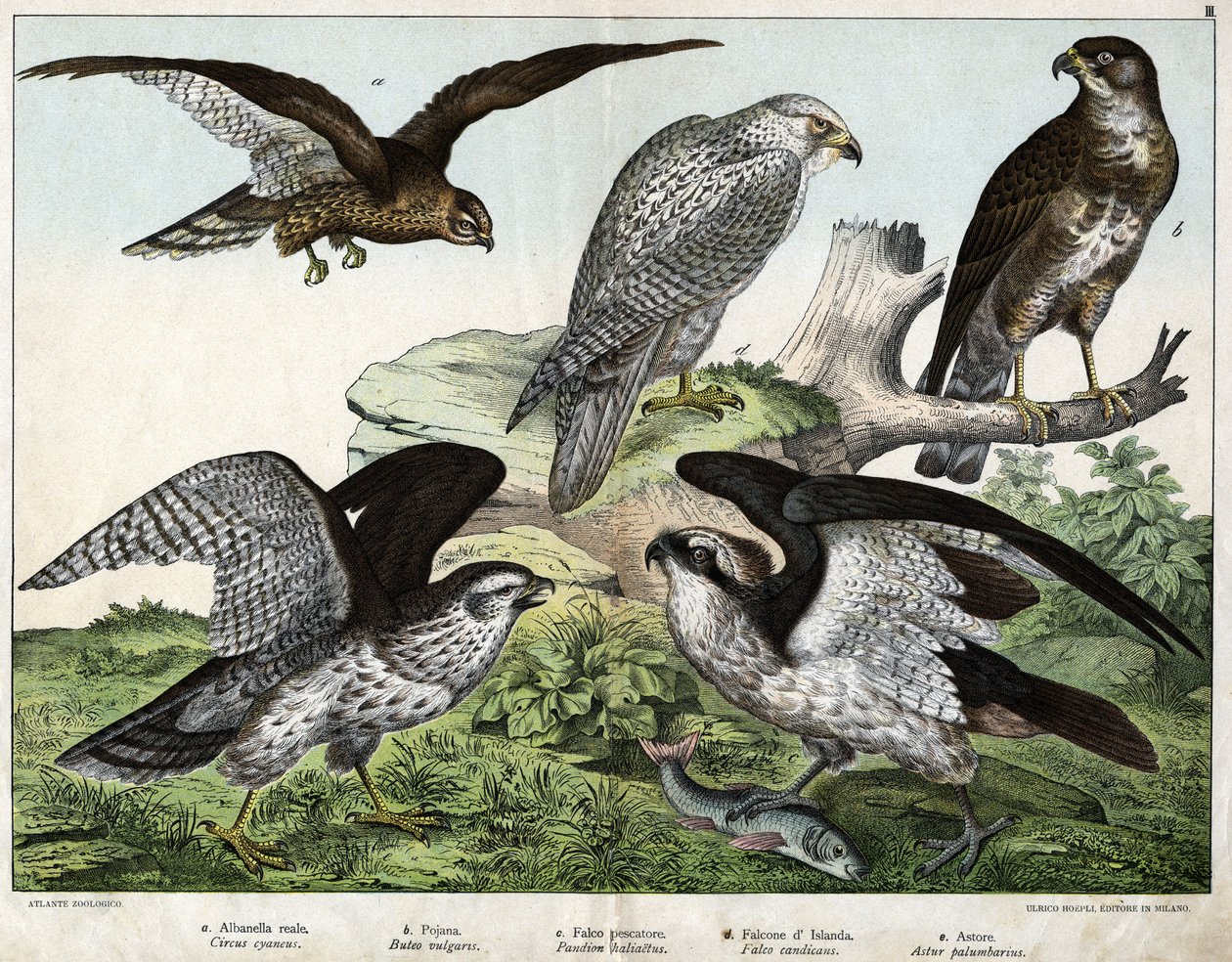 a: Adelaar of koninklijke buizerd, b: sperwer, c: vissersvalk, d: IJslandse valk, e: havik - in 