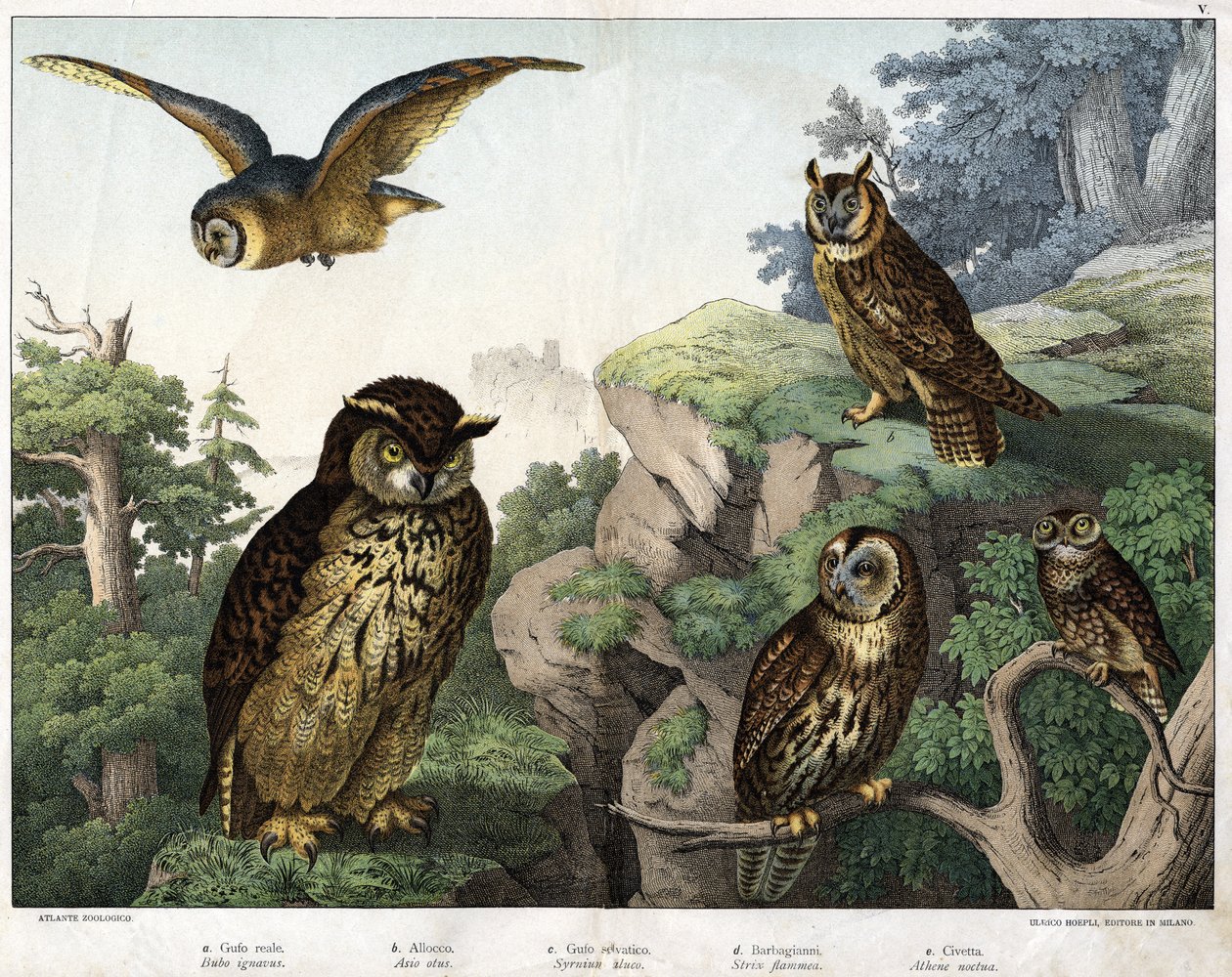 a: Gouden Uil (Bubo ignavus), b: Hulotte (kat-uil) (Asio schelp), c: Wilde Uil (Syrnium aluco), d: Uil (Strix flammea), e: Uil (Athene noctua) - in 