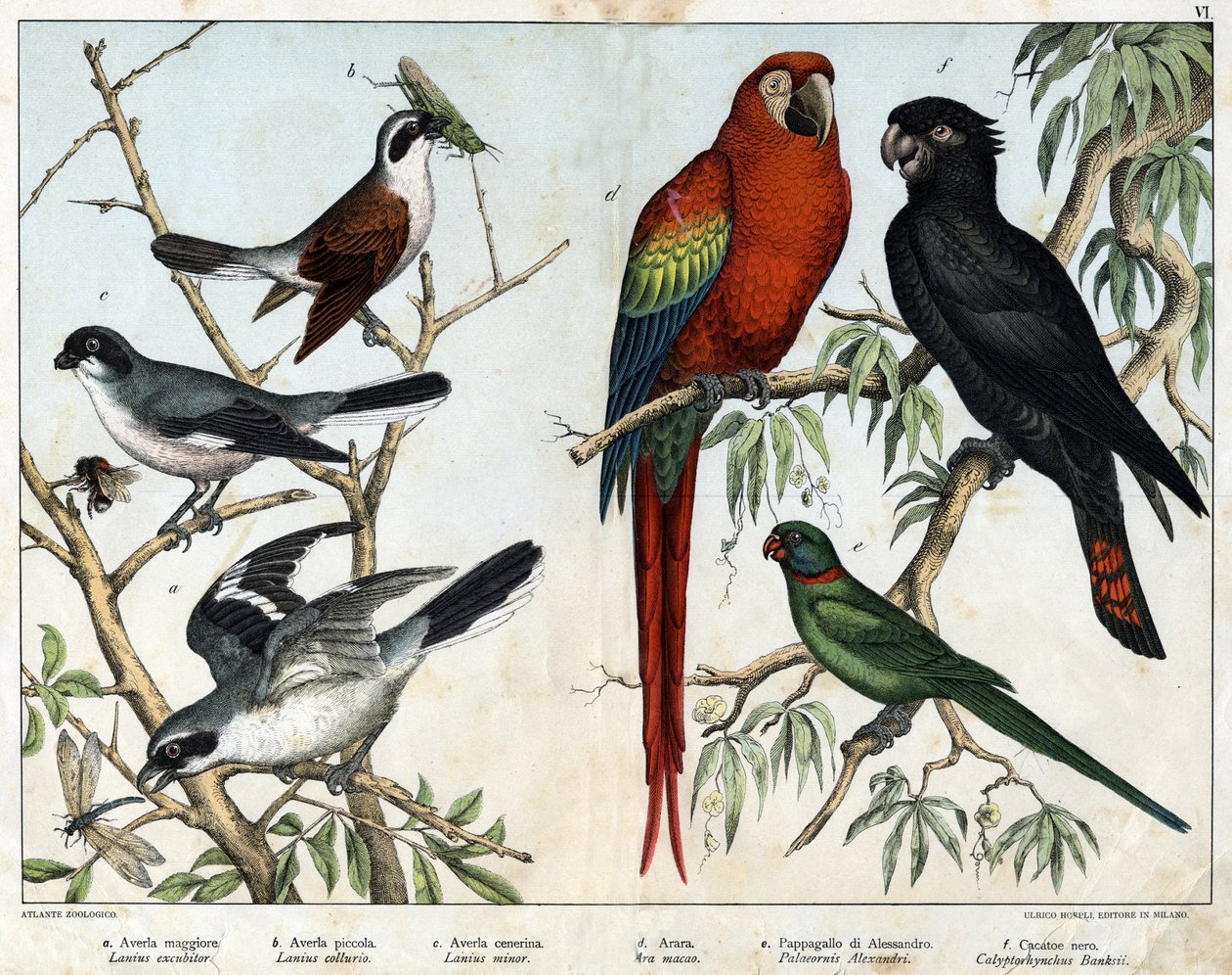 a: Grijze klauwier (Lanius excubitor), b: Noordelijke klauwier (Lanius collurio), c: Roze-borstige klauwier (Lanius linor), d: Rode ara (Ara macao), e: Alexandrijnse papegaai (Palaeornis Alexandria), f: Banksian Cacatoes (Calyptorynchus banksii) - in 
