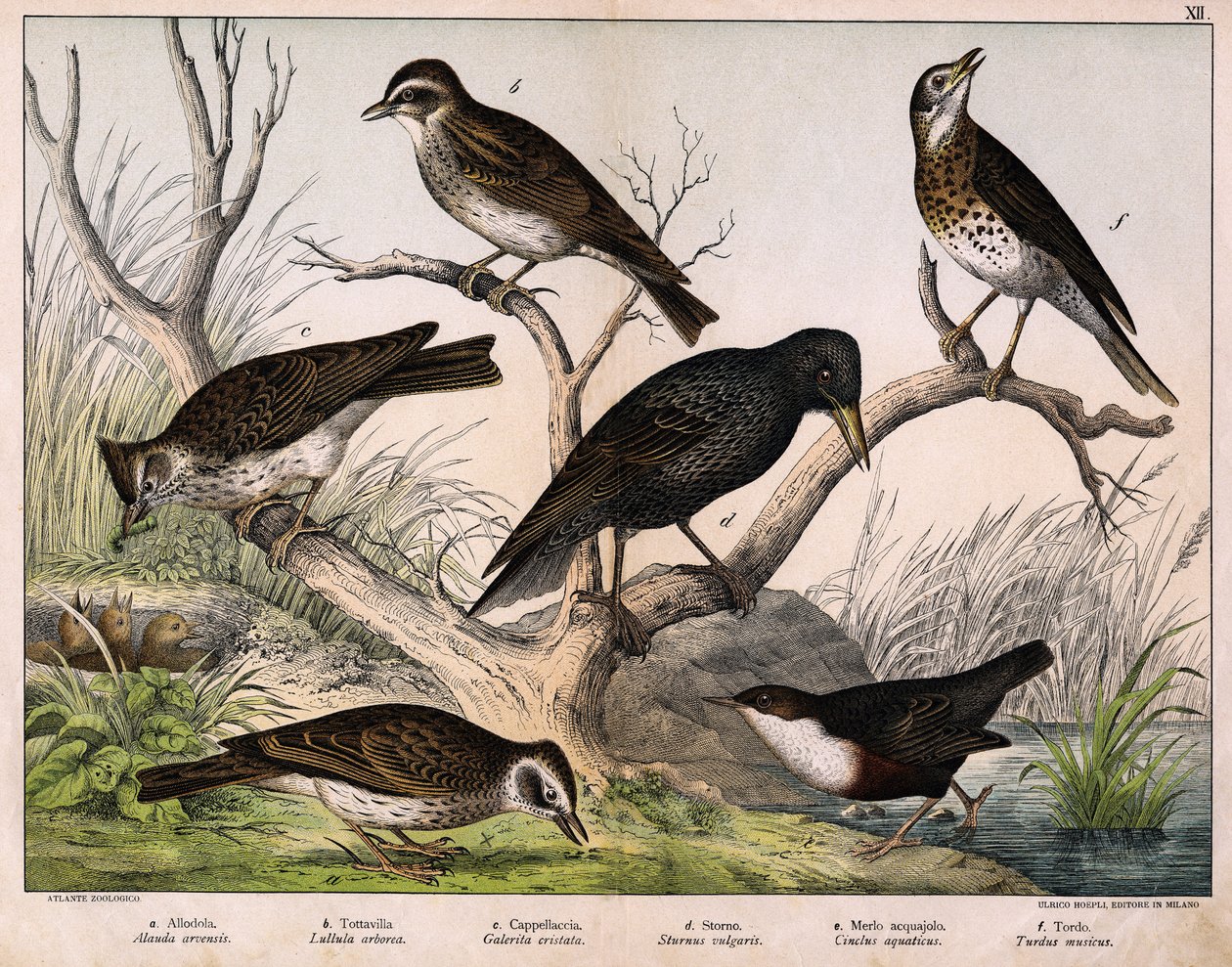 a: Noordelijke leeuwerik (Alauda arvensis), b: Boomleeuwerik (Lullula arborea), c: Kuifleeuwerik (Galerita cristata), d: Spreeuw (Sturnus vulgaris), e: Waterspreeuw (Cinclus aquaticus), f: Lijster (Turdus musicus) - in 