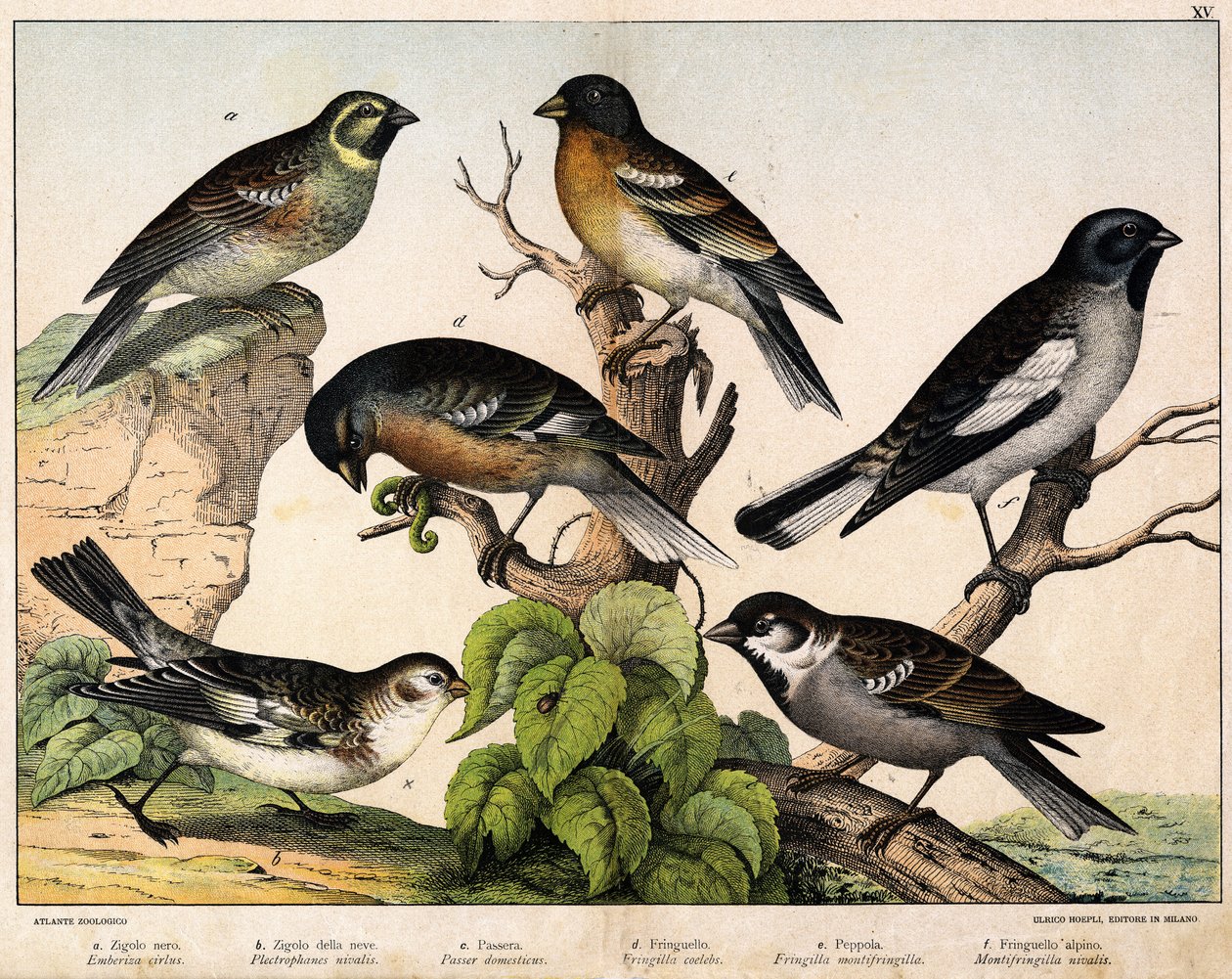 a: Mus (Emberiza circlus), b: Sneeuwmus (Plectrophanes nivalis), c: Mus (Pour domesticus), d: Vink (Fringilla coelebs), e: Noordelijke Vink (Fringilla montifringilla), Niverolle (Montifringilla nivalis) - in 