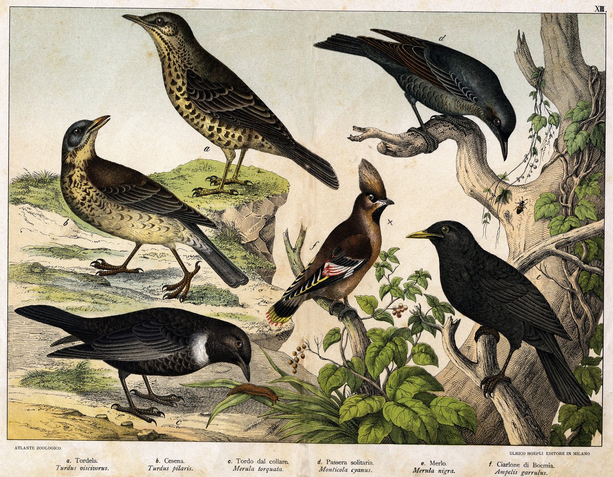 a: Lijster (Turdus viscivorus), b: Lijster (Turdus pilaris), c: Merel (Merula torquata), d: Blauwe Merel (Monticola cyanus), e: Merel (Merula nigra), f: Boheemse pestvogel (Ampelis garulus) - in 