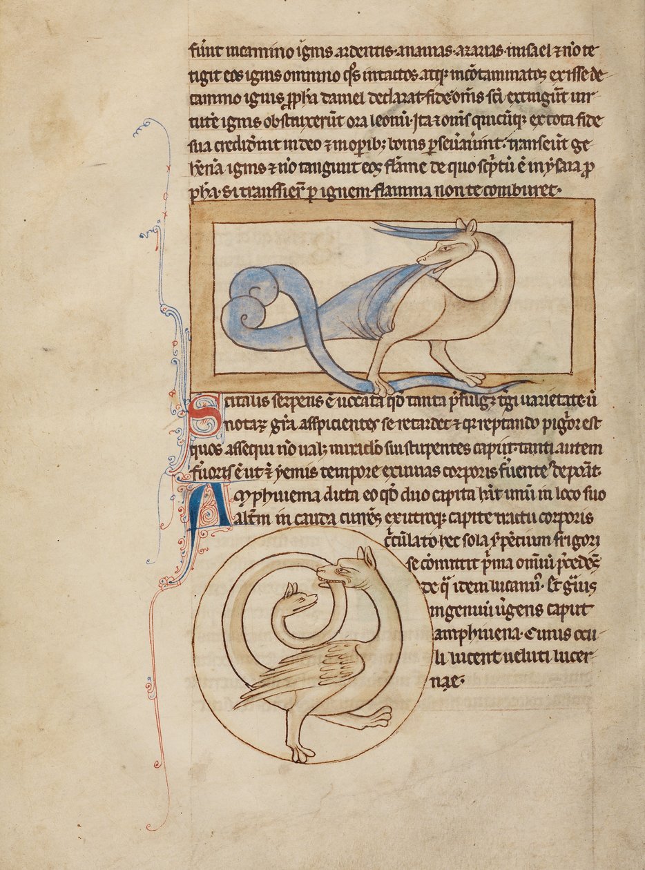 Een Scitalis; Een Amphisbaena door Unknown artist