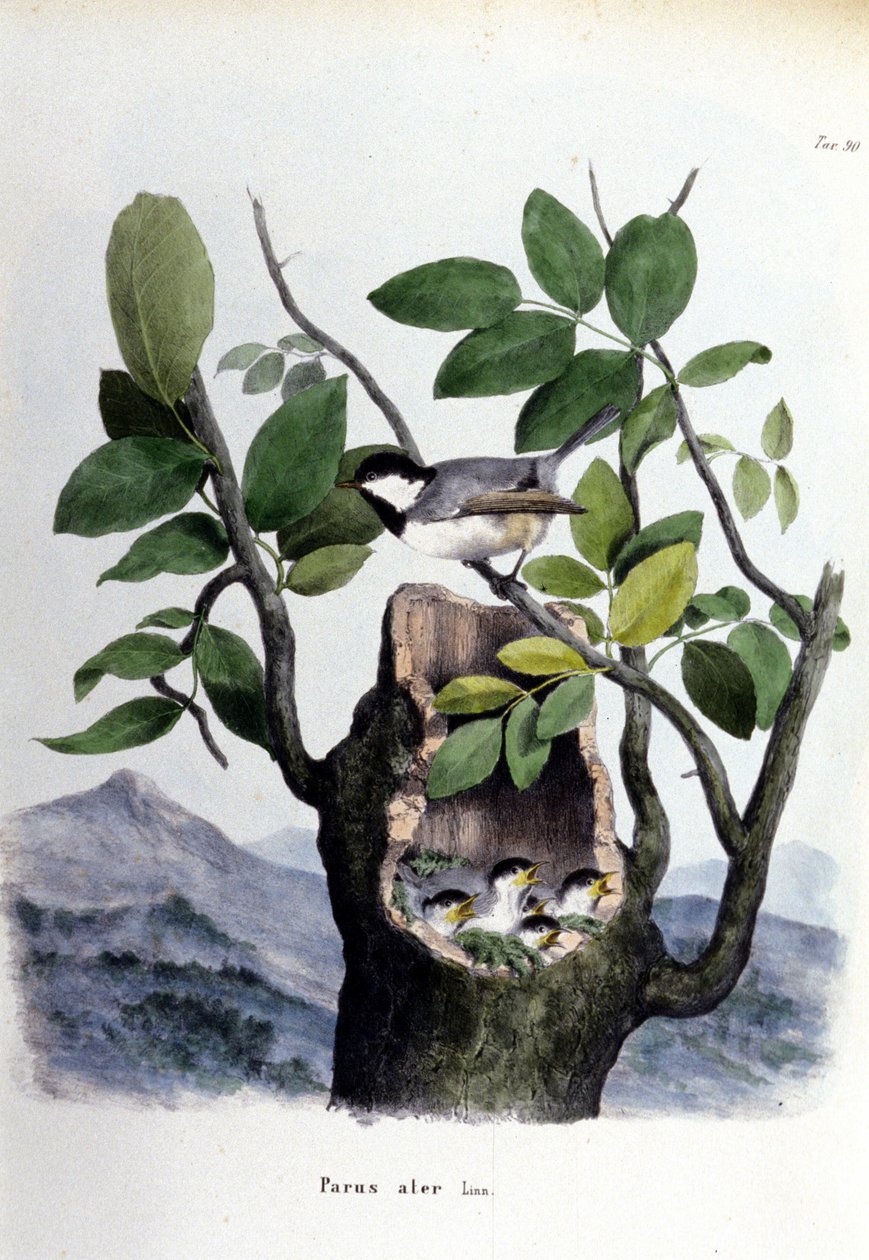 Een plaat die een gewone vogel (of mus) bij zijn nest voorstelt. door Unknown artist