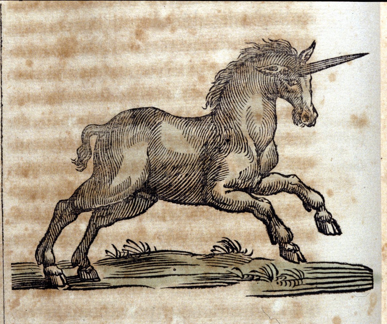 Eenhoorn, mythisch dier - Gravure uit een werk van Athanasius Kircher door Unknown artist