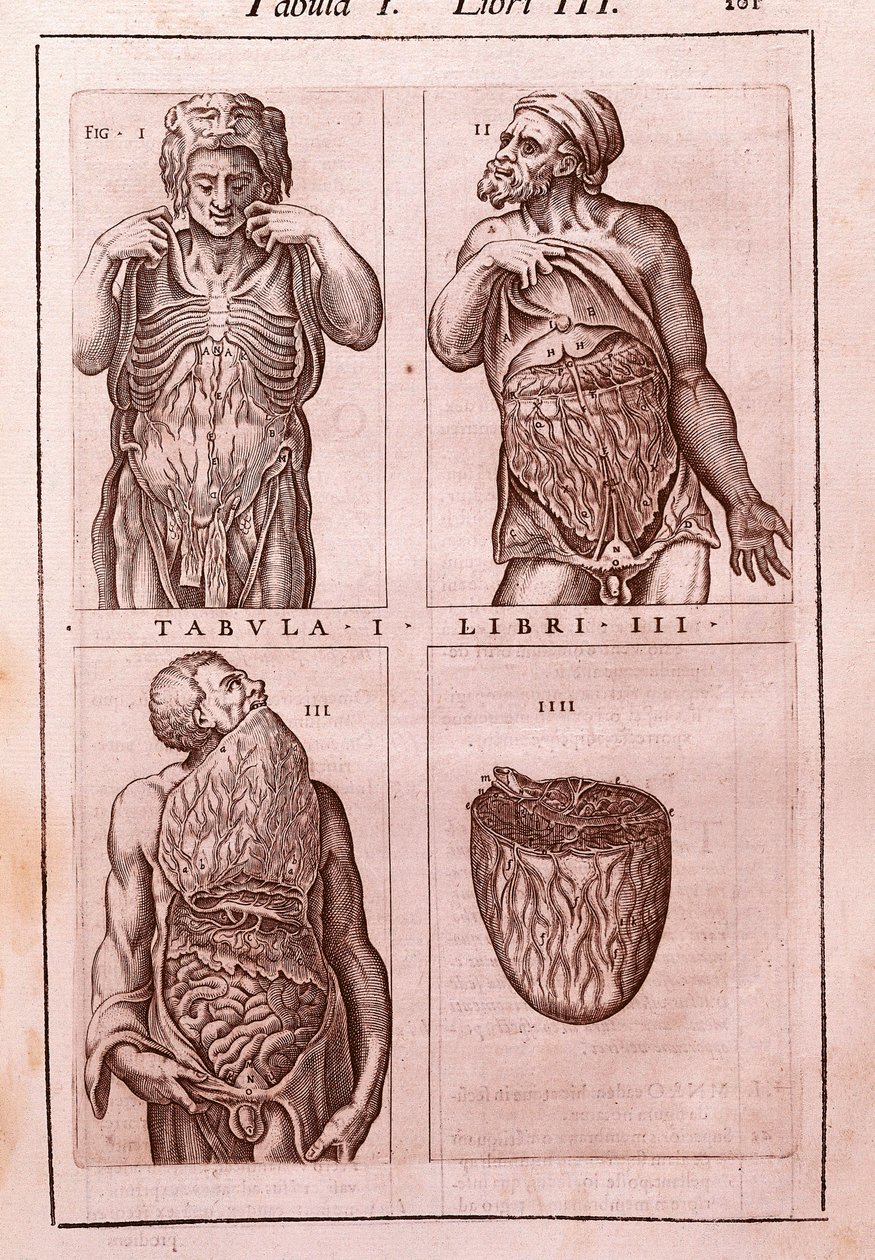 Anatomische plaat die de afmetingen, spieren van de buik, darmen en maag toont. Gravure in "Anatomia Corporis Humani" door Juan Valverde De Amusco door Unknown artist