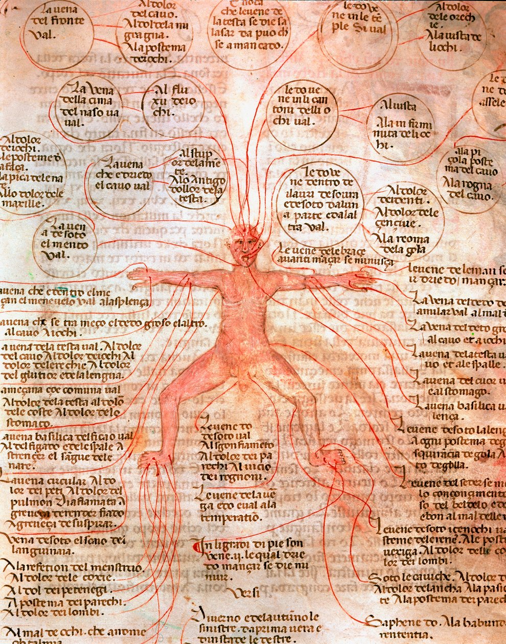 Anatomische kaart die de bloedsomloop illustreert Miniatuur uit het manuscript “De surgia” 13e eeuw Venetië Biblioteca Marciana door Unknown artist