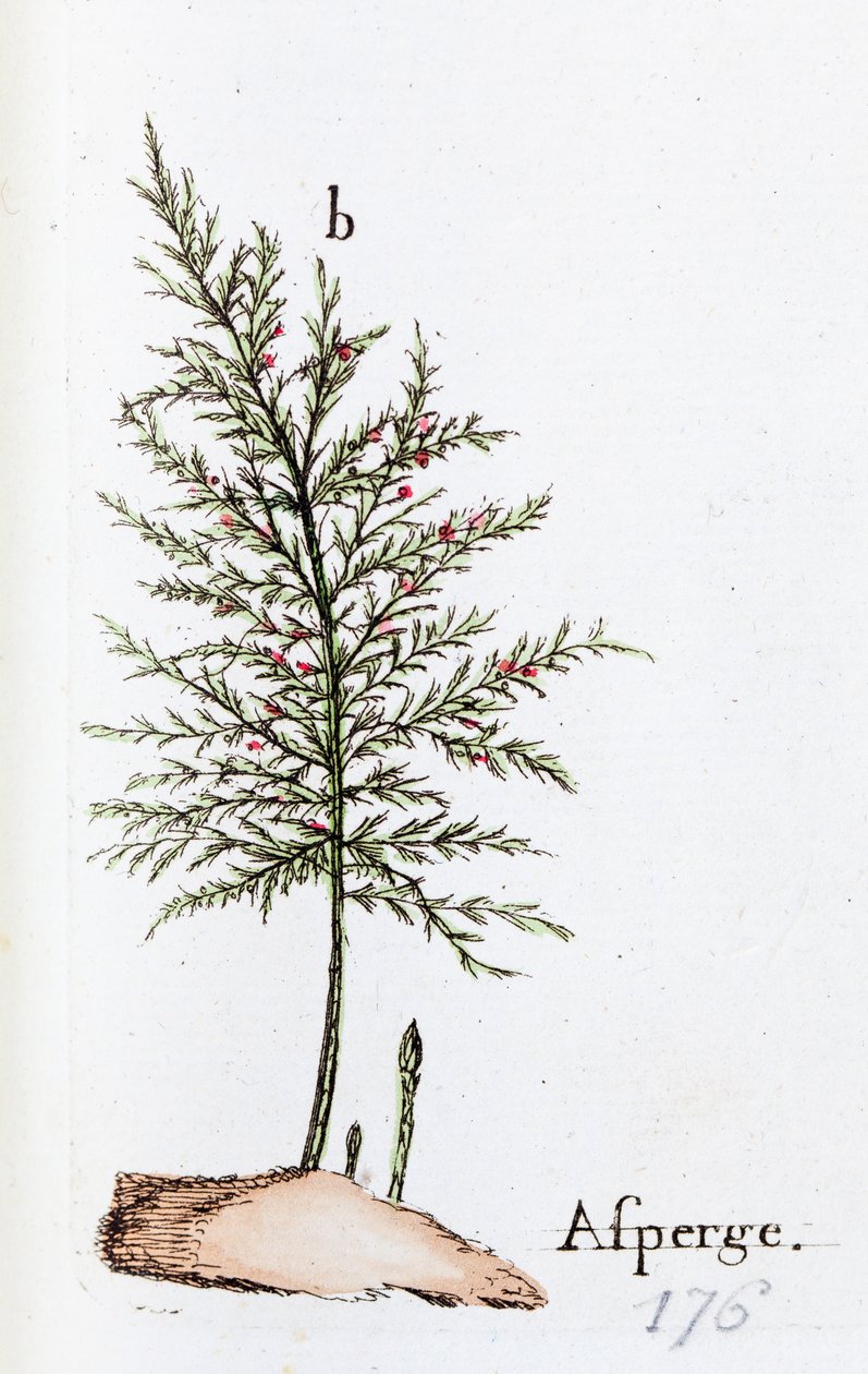 Asperges door Unknown artist
