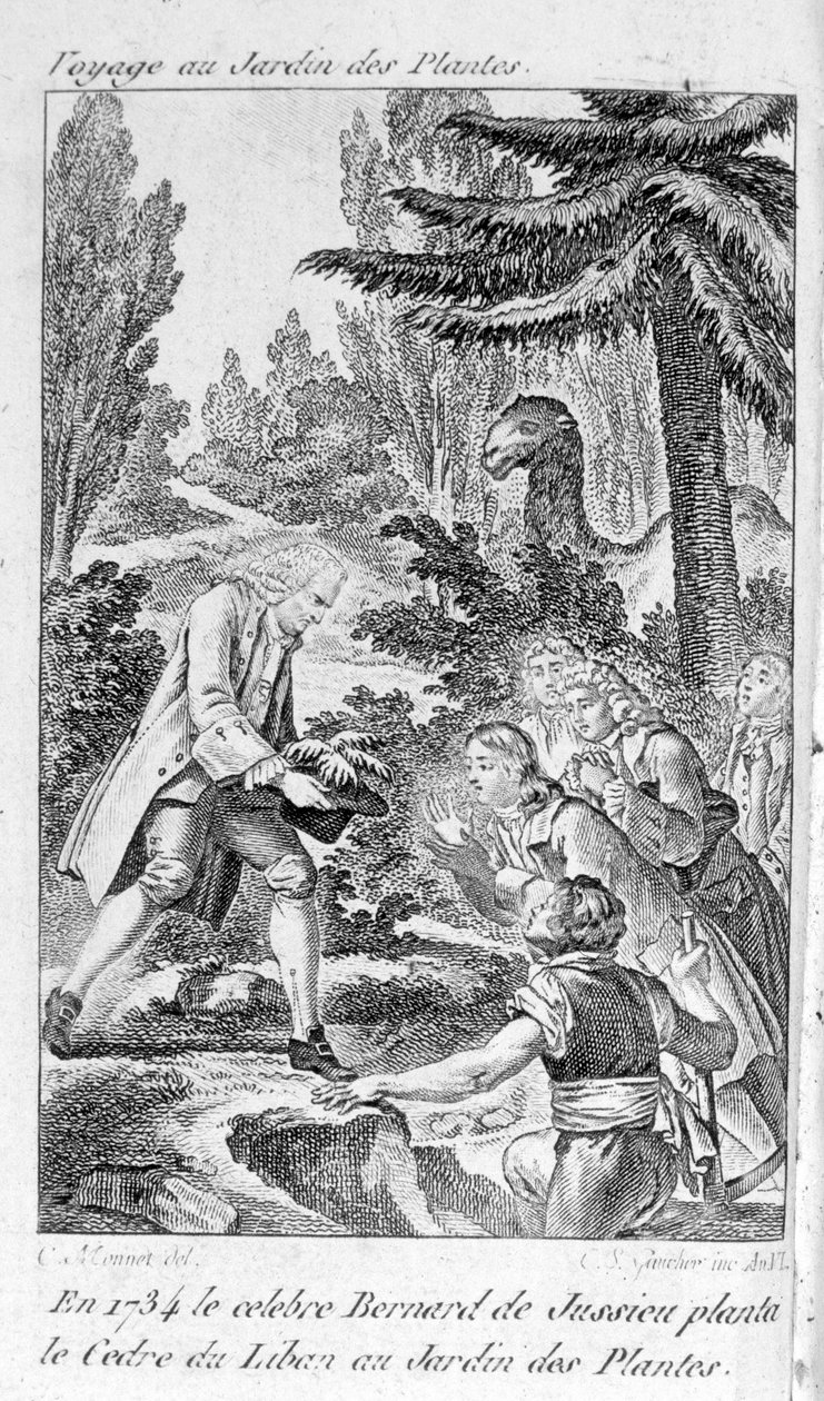 Bernard de Jussieu, Franse botanicus (1699-1777) plant een ceder uit Libanon in de plantentuin van Parijs door Unknown artist