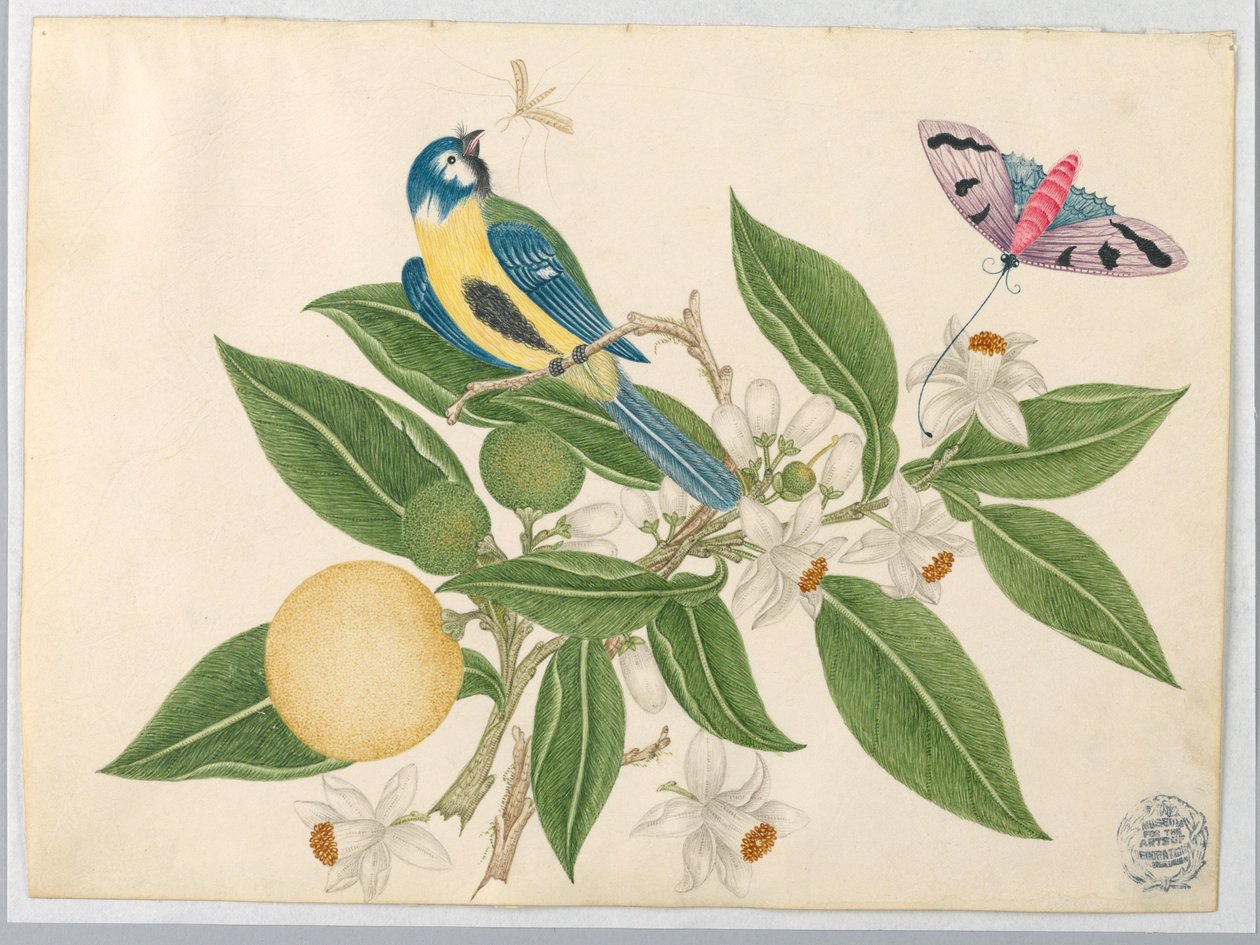 Vogel op een Sinaasappeltak, met Vlinder door Unknown artist