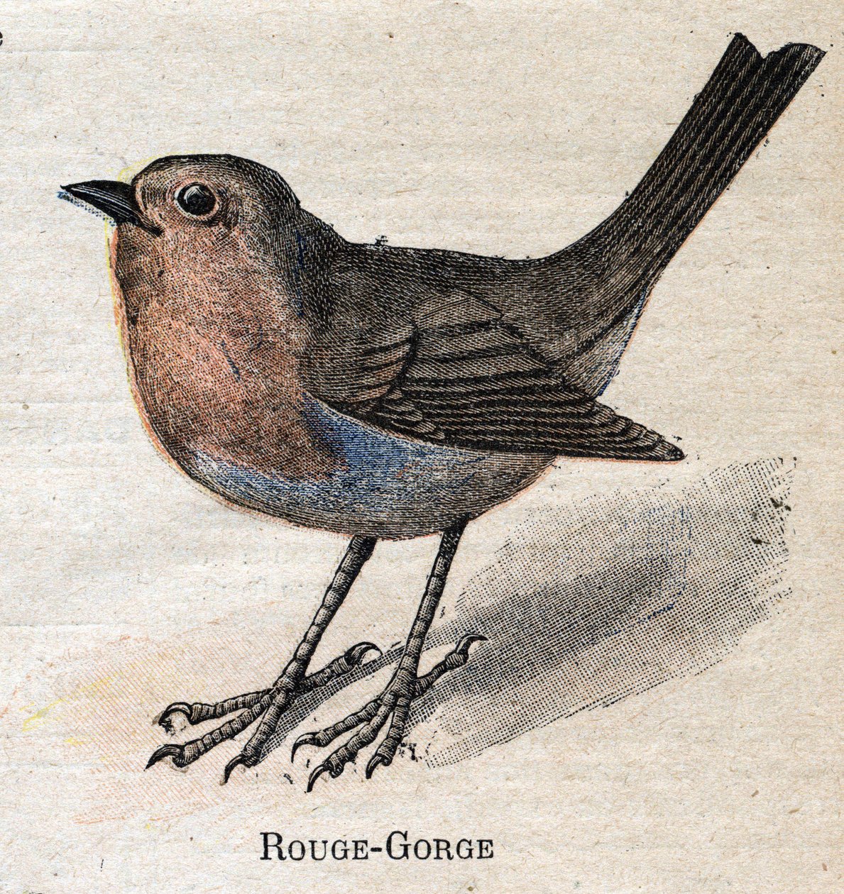 Vogels nuttig voor de landbouw: Roodborstje door Unknown artist