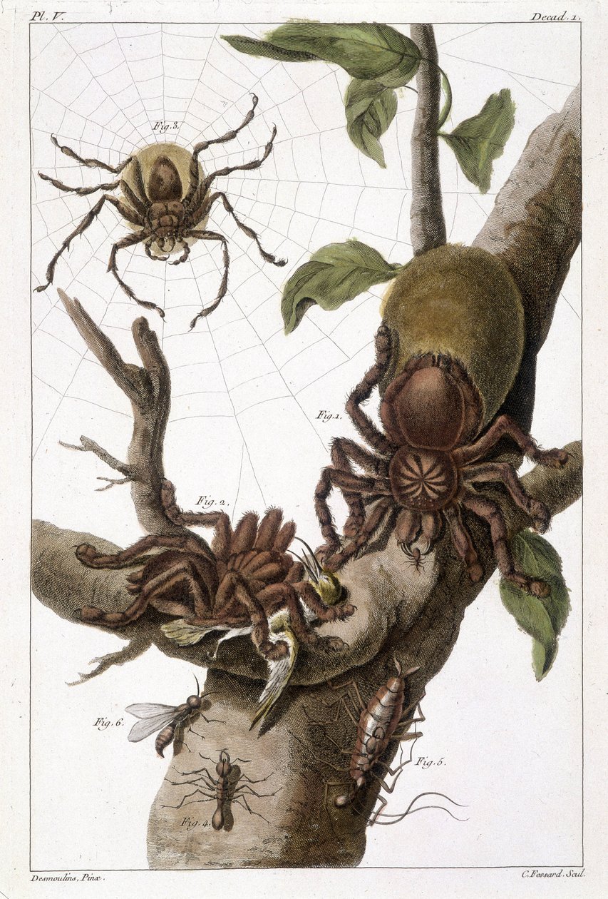 Botanische plaat: 1) Surinaamse spin op guajave en rupsencocon 2) dezelfde spin die een kolibrie verslindt, vandaar de naam Aranea avicularia Linn 3) Spin Jager van Linnaeus, Suriname 4) Surinaamse mier 5) Nimf van deze mier 6) Gevleugelde mier - in 
