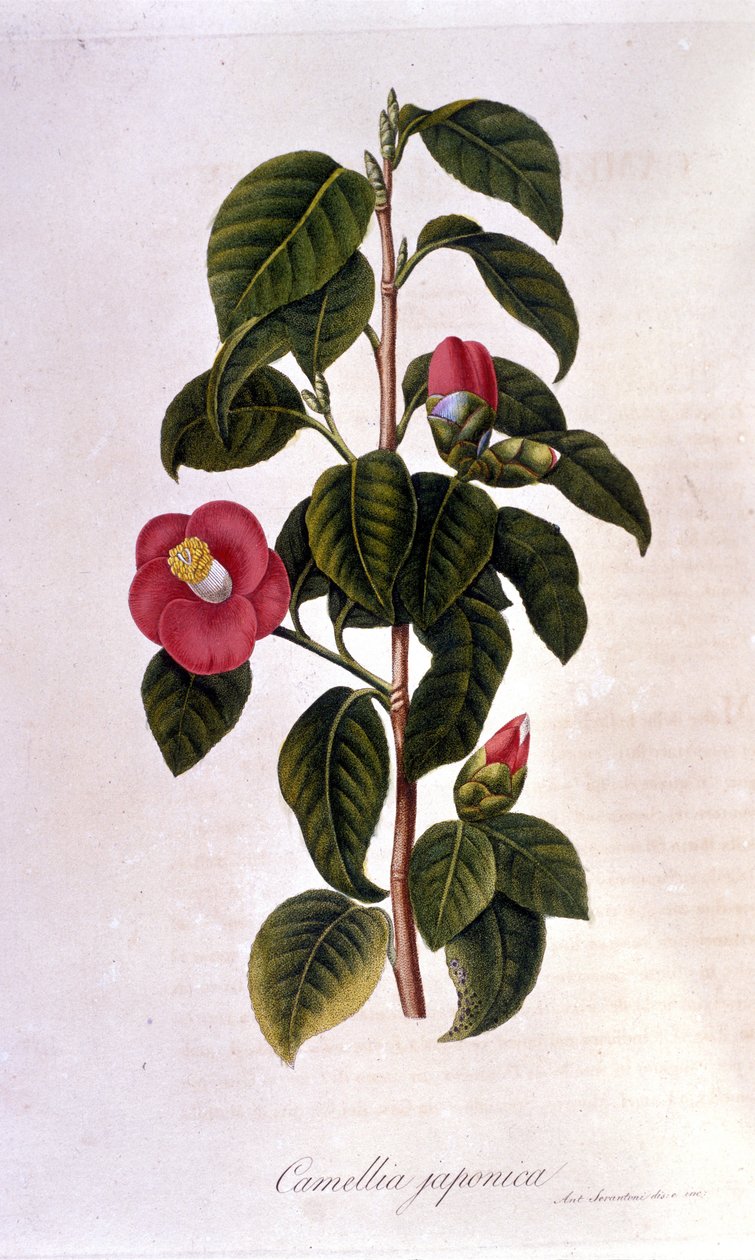 Botanische plaat: Camelia uit Japan. Gravure uit de 19e eeuw door Unknown artist