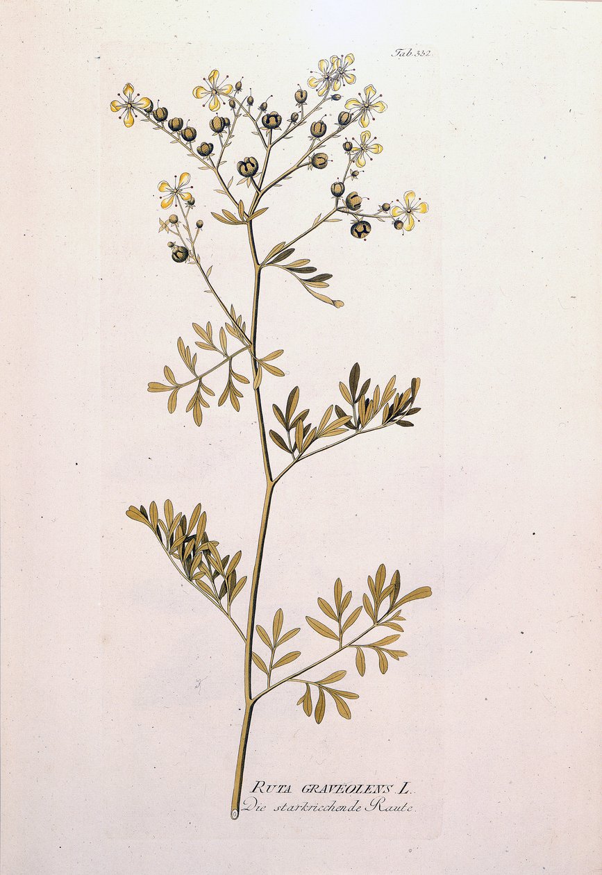 Botanische plaat: wijnruit (Ruta graveolens) door Unknown artist