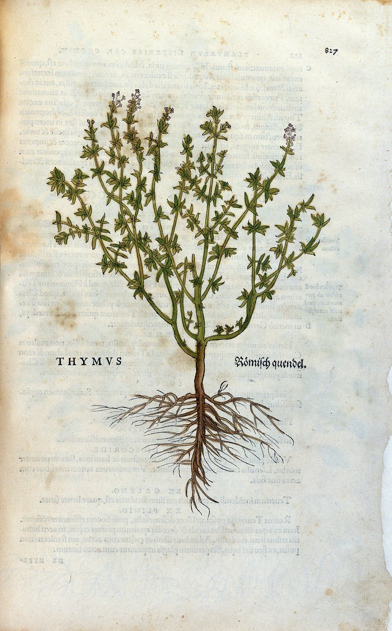 Botanische plaat: Tijm (Thymus) Herbarium door Leonard Fuchs, 