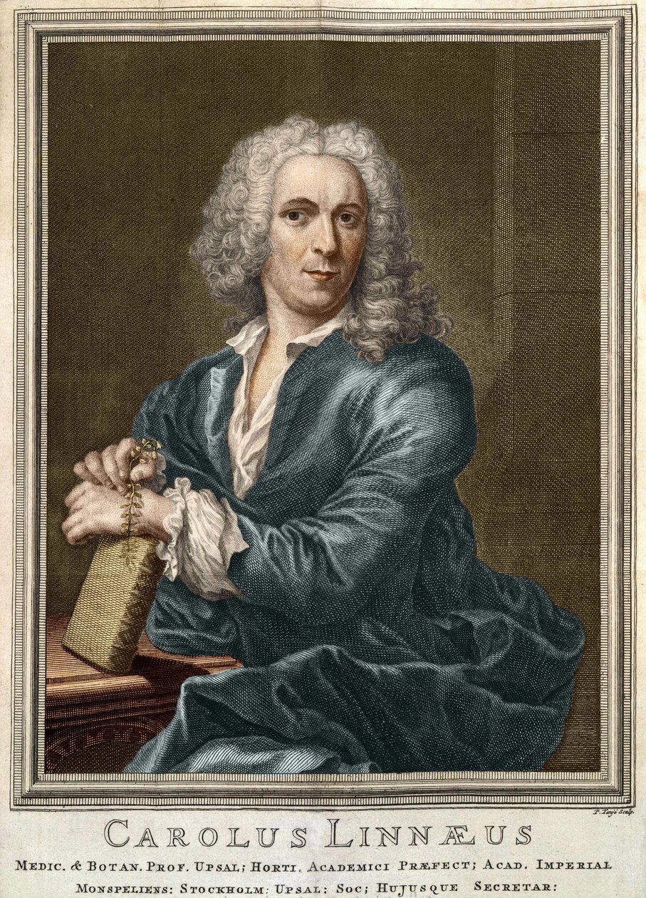 Carl Von Linné Zweedse natuuronderzoeker en schrijver (1707 - 1778) door Unknown artist