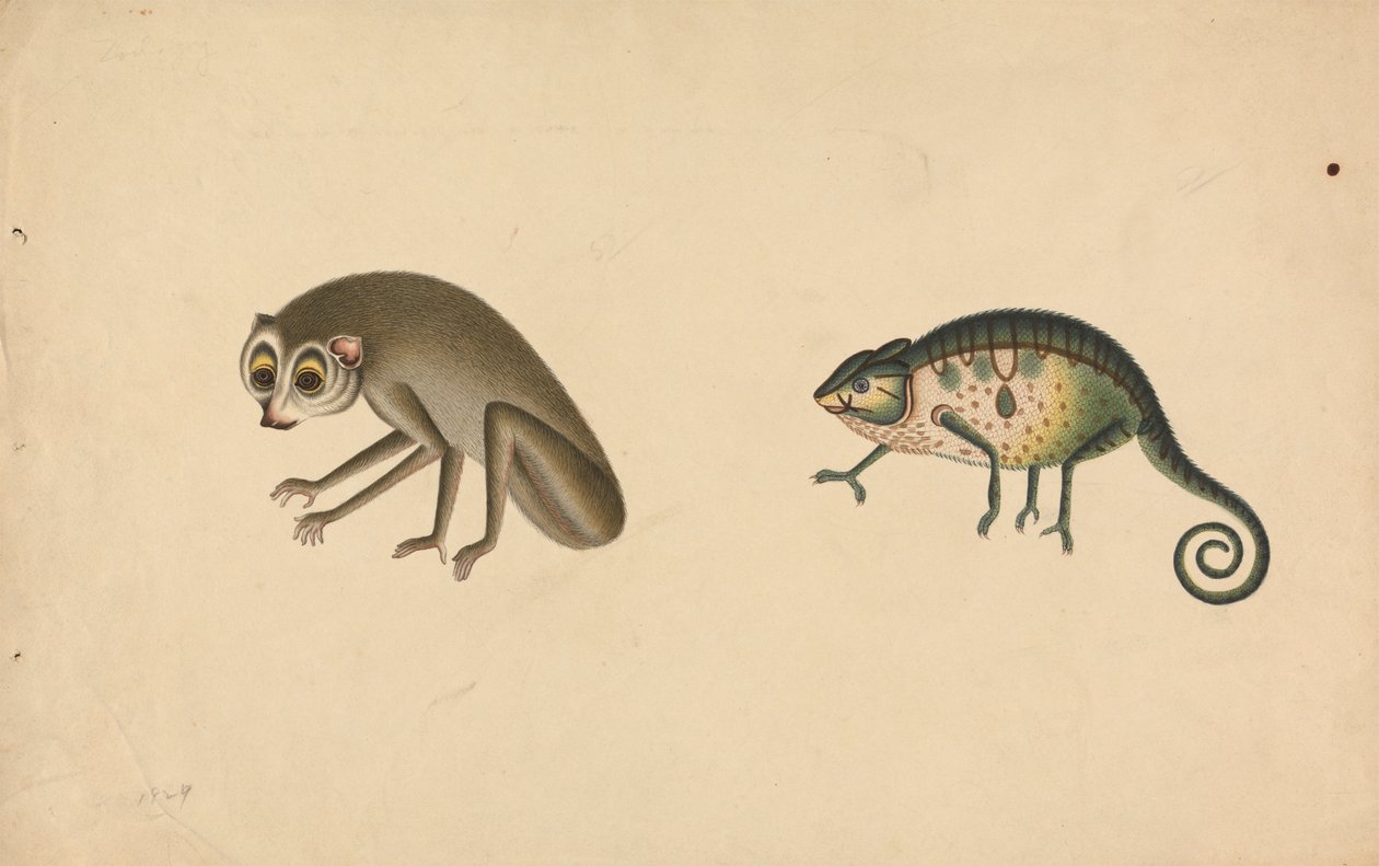 Kameleon en een zoogdier door Unknown artist