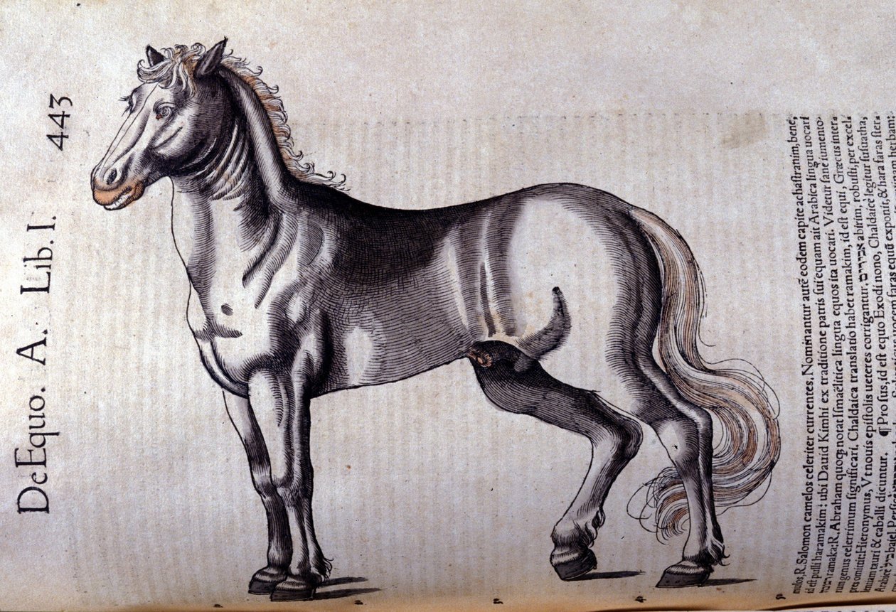 Paard in Historia Animalium door Conrad Gesner (1516 - 1565), Tiguri door Unknown artist