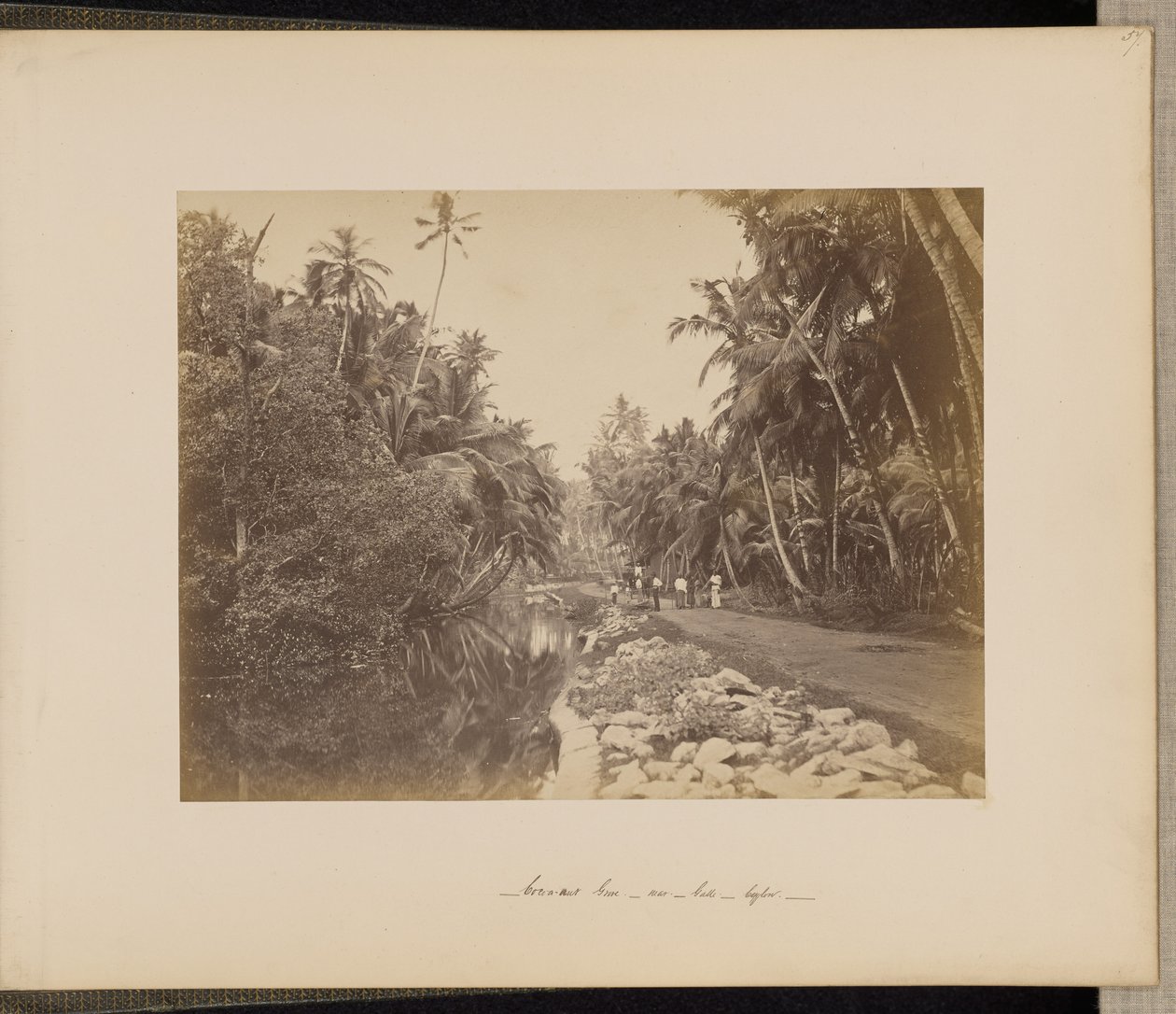 Cacao-notenboomgaard bij Galle, Ceylon door Unknown artist