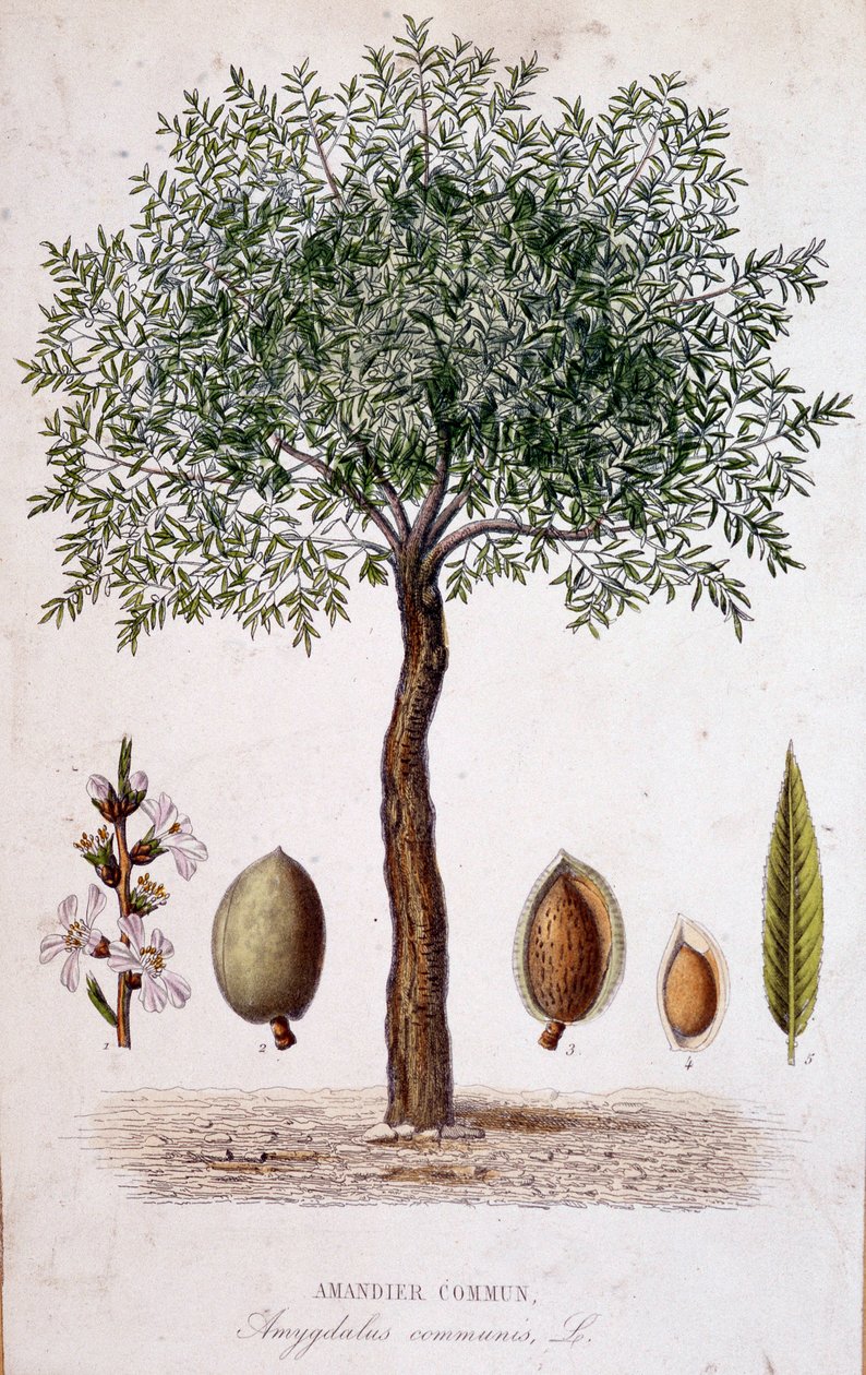 Gewone amandelboom - botanische plaat door Unknown artist