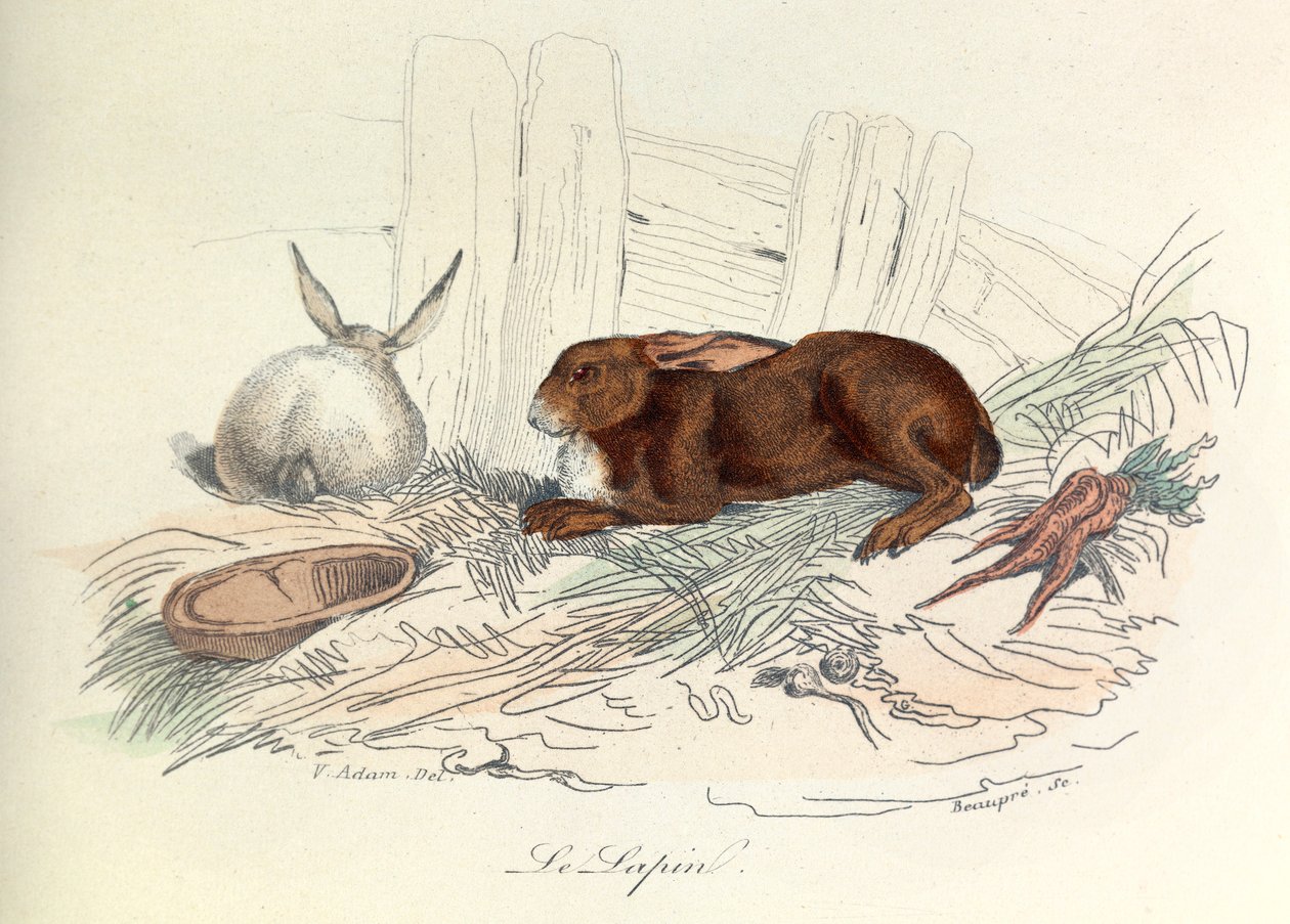 "Completes de Buffon" met de nomenclatuur van Linneene en de classificatie van Cuvier: De dieren: Het konijn (gravure) door Unknown artist