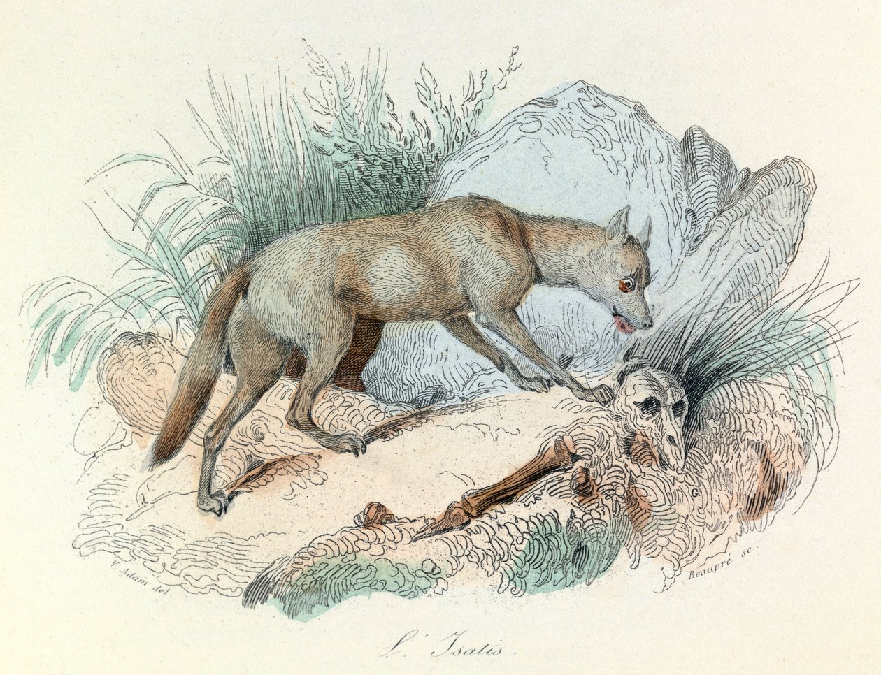 "Completes de Buffon" met de nomenclatuur van Linneene en de classificatie van Cuvier: Dieren: De arctische vos (gravure) door Unknown artist