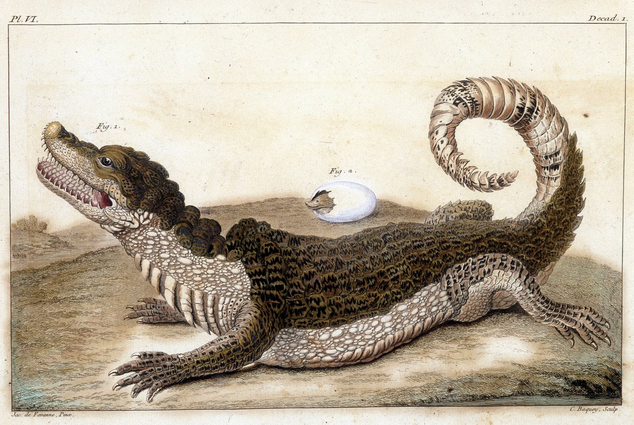 Krokodil van Suriname (Cayman) - in 