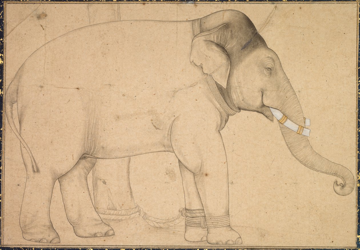 Tekening van een Olifant door Unknown artist