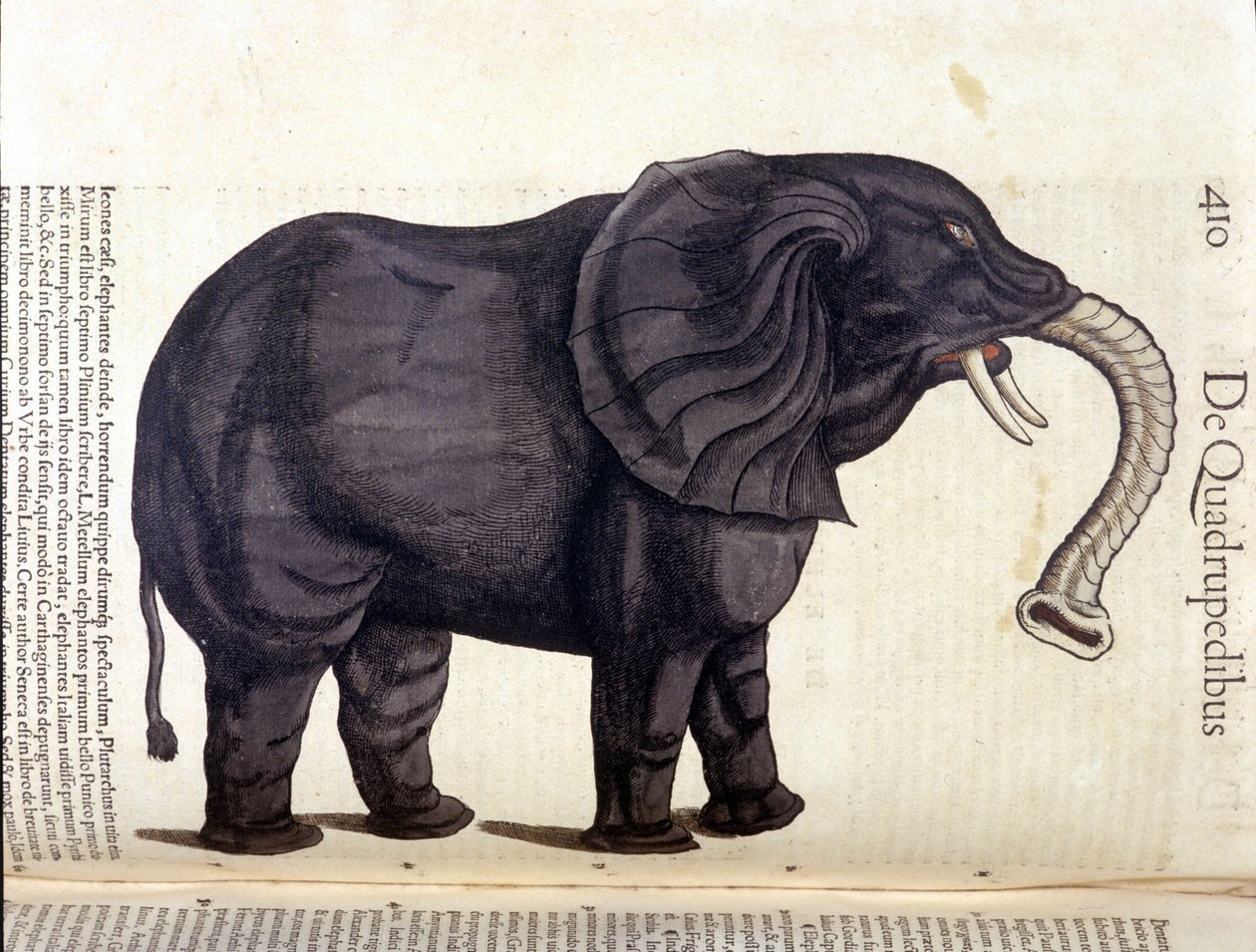Olifant uit de Historia Animalium door Conrad Gesner, Tiguri 1560. Biblioteca nazionale Braidense. Milaan door Unknown artist
