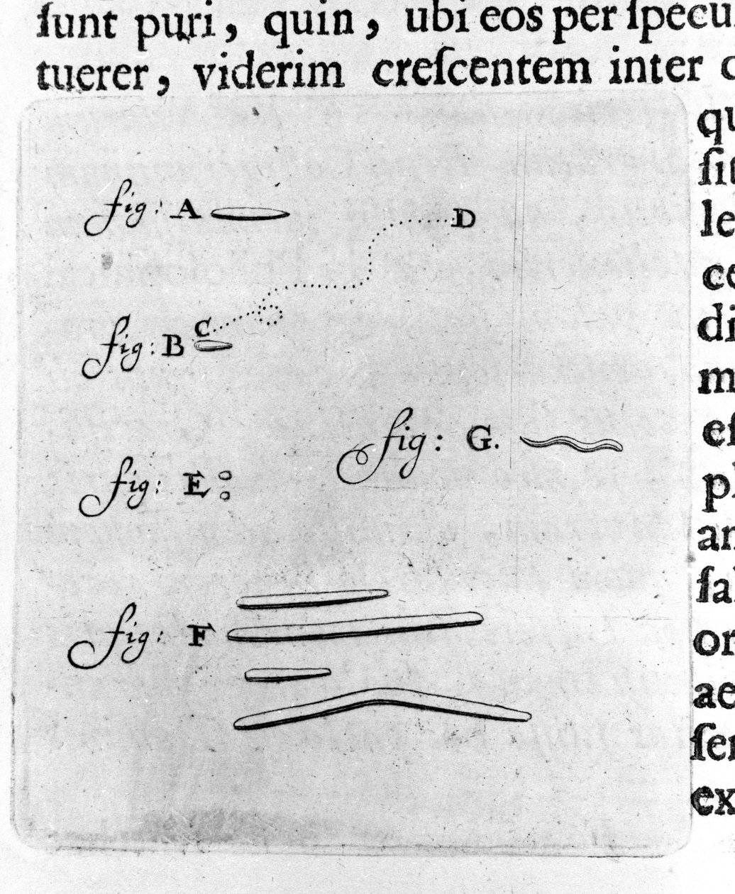 Eerste weergave van bacteriën. Beschrijving door de Nederlandse handelaar en wetenschapper Antoine van Leeuwenhoek (1632-1723) na een studie van bacteriën in zijn mond. Gravure uit 