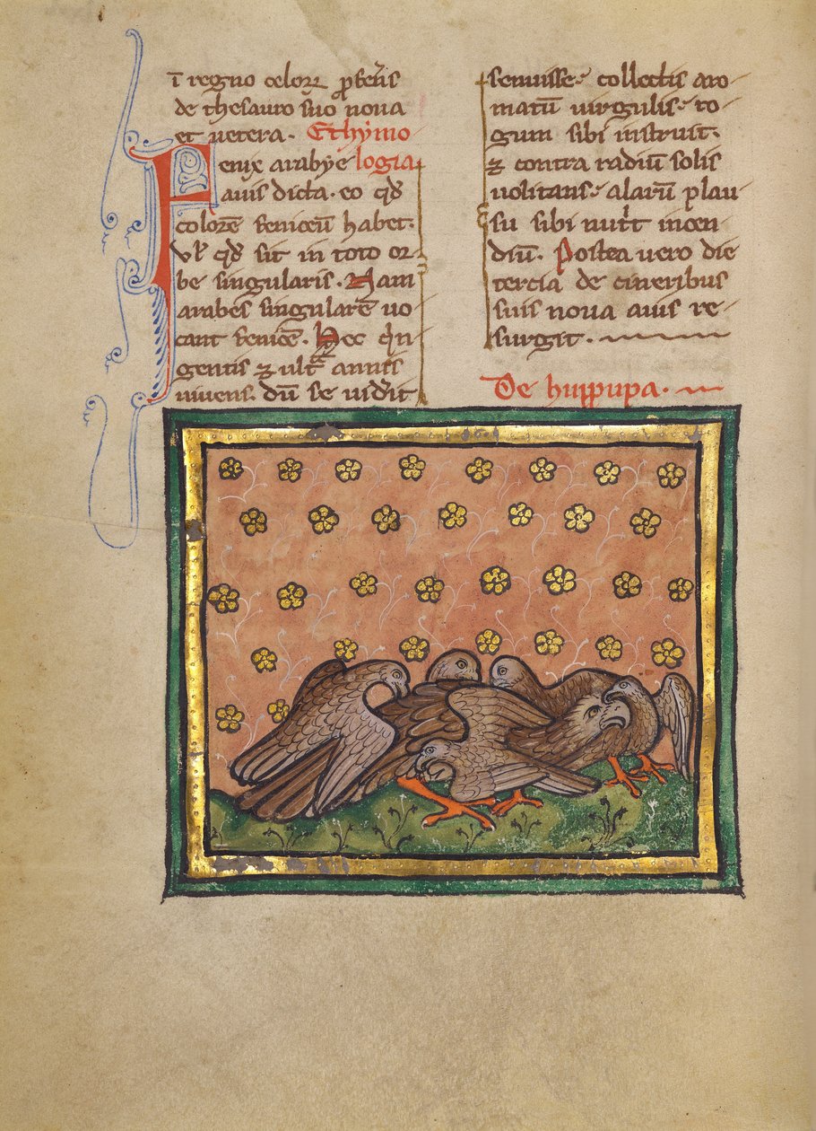 Vijf vogels (hop) plukken de veren van een andere vogel door Unknown artist