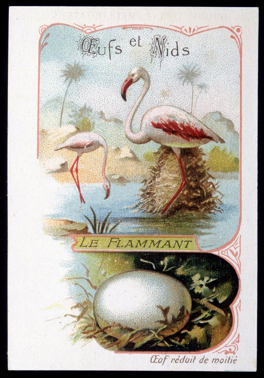 Flamingo - Eieren en Nesten. 19e eeuw chromolithografie door Unknown artist
