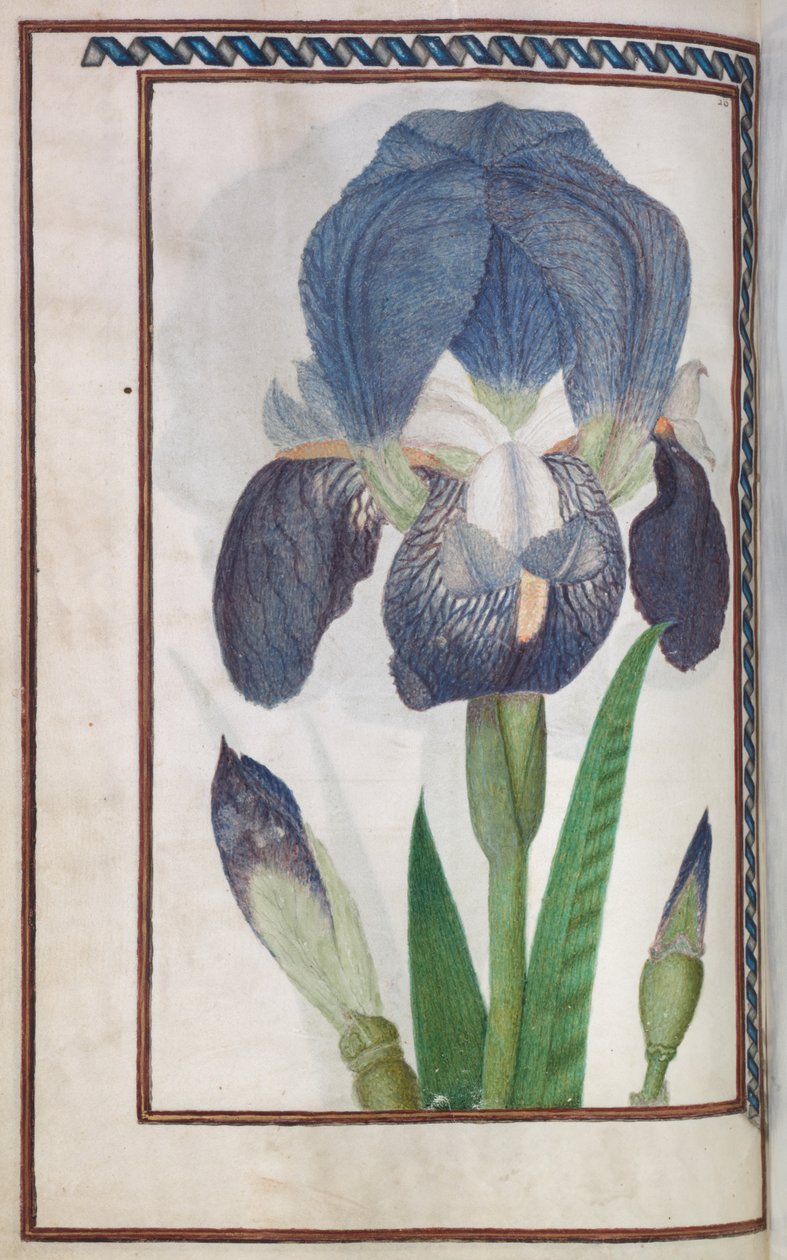 Florilegium: (pagina 14 verso) blauwe en witte iris door Unknown artist