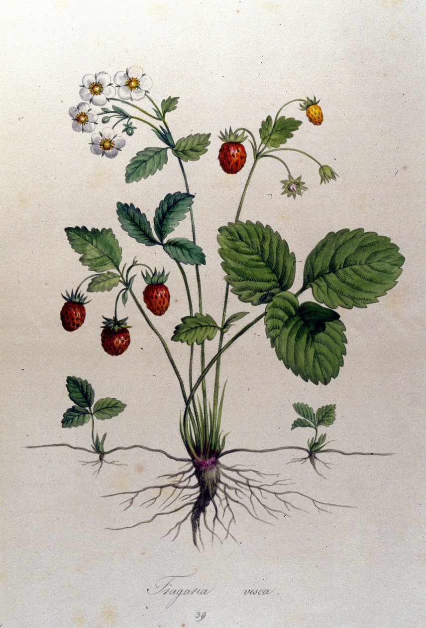 Fragaria Vesca (wilde aardbei). door Unknown artist