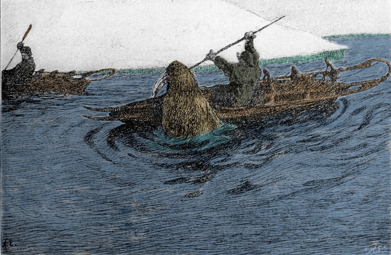 Fridtjof Nansen (1861-1930), Noorse ontdekkingsreiziger, aangevallen door een walrus tijdens de expeditie naar de Noordpool in 1896. Hij draagt de slee op de kajak. Gravure uit de 19e eeuw. door Unknown artist