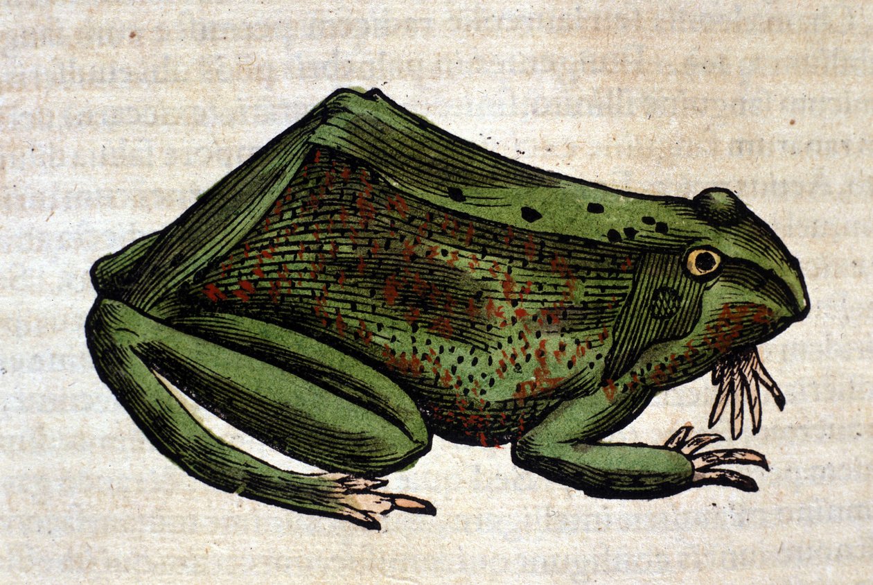 Kikker uit de Historia Animalium door Conrad Gesner, Tiguri 1560. Biblioteca nazionale Braidense. Milaan door Unknown artist