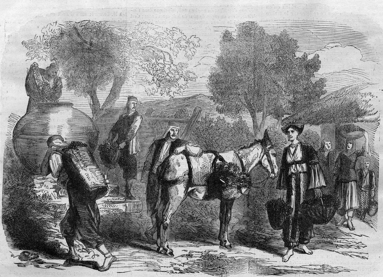 Druivenoogst op Cyprus - Gravure uit 