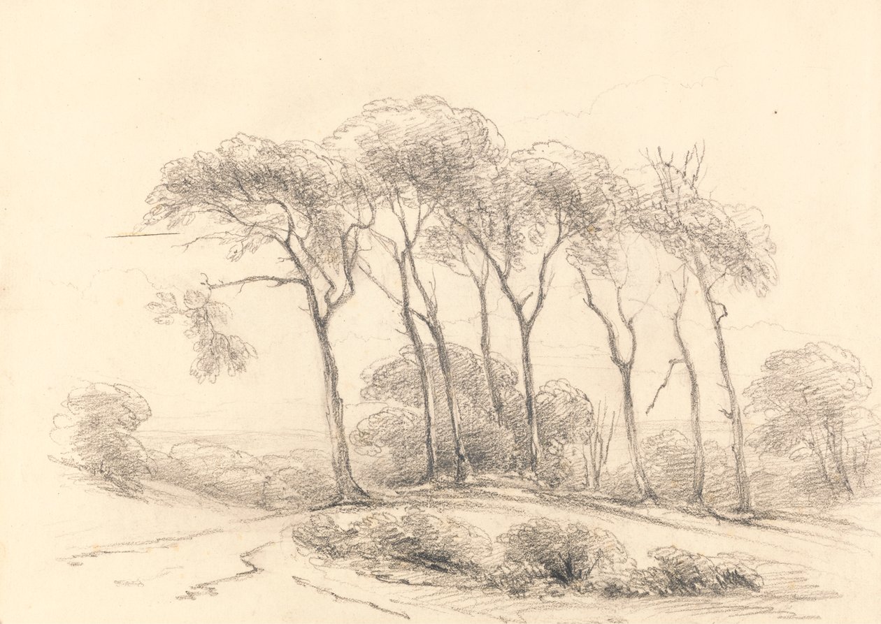 Hoge Bomen door Unknown artist