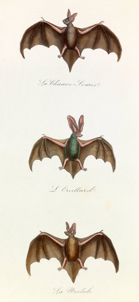 Illustratie uit het boek "Complete Works of Buffon": Les Quadrupedes: Vleermuis souris (gravure) door Unknown artist