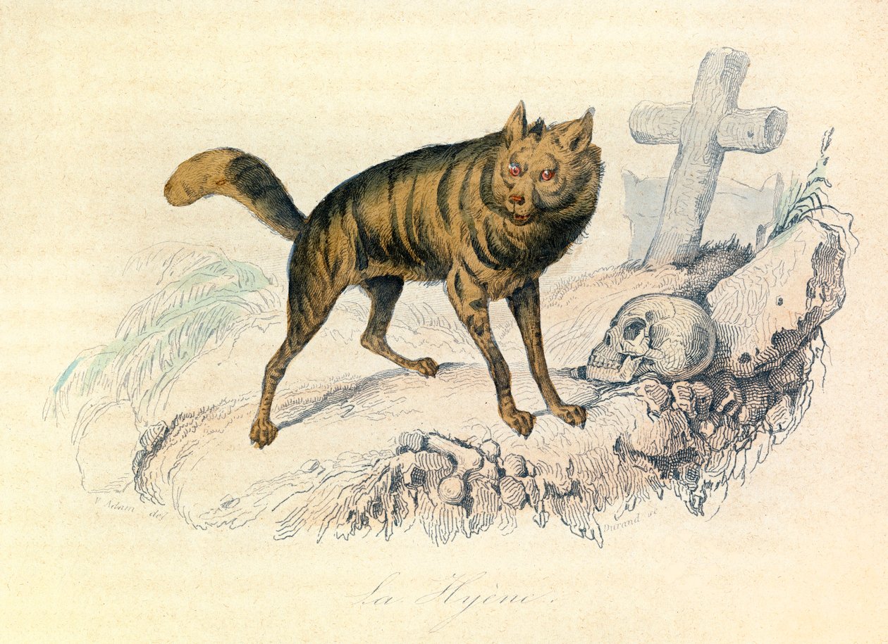 Illustratie uit het boek "Complete Works of Buffon": Les Quadrupedes: La hyene (gravure) door Unknown artist
