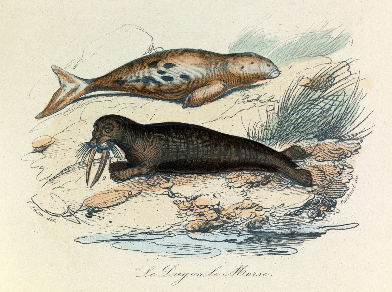Illustratie uit het boek "Complete Works of Buffon": Les Quadrupedes: Le dugon et le walrus (gravure) door Unknown artist