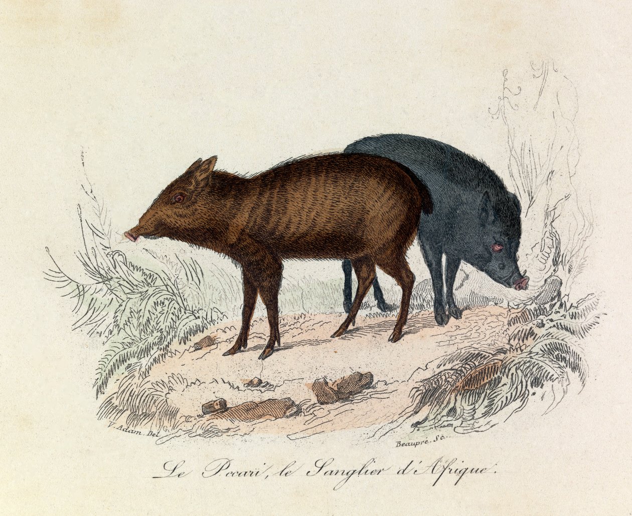 Illustratie uit het boek "Complete Works of Buffon": Viervoeters: Le pecari et le boar d