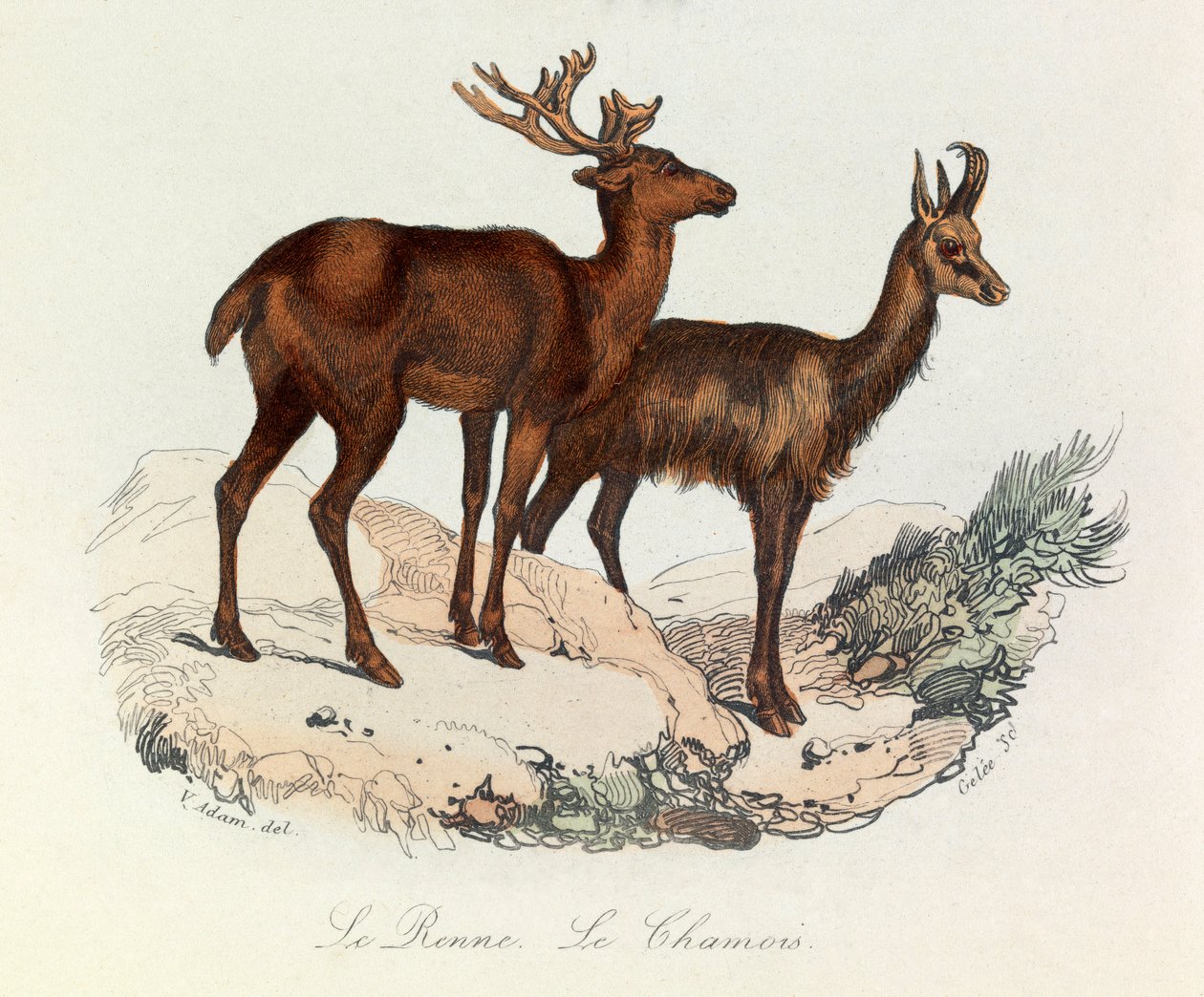 Illustratie uit het boek "Complete Works of Buffon": Les Quadrupedes: Le reinne et la chamois (gravure) door Unknown artist