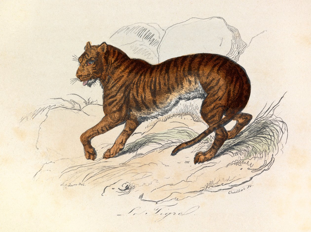 Illustratie uit het boek "Complete Works of Buffon": Les Quadrupedes: De tijger (gravure) door Unknown artist