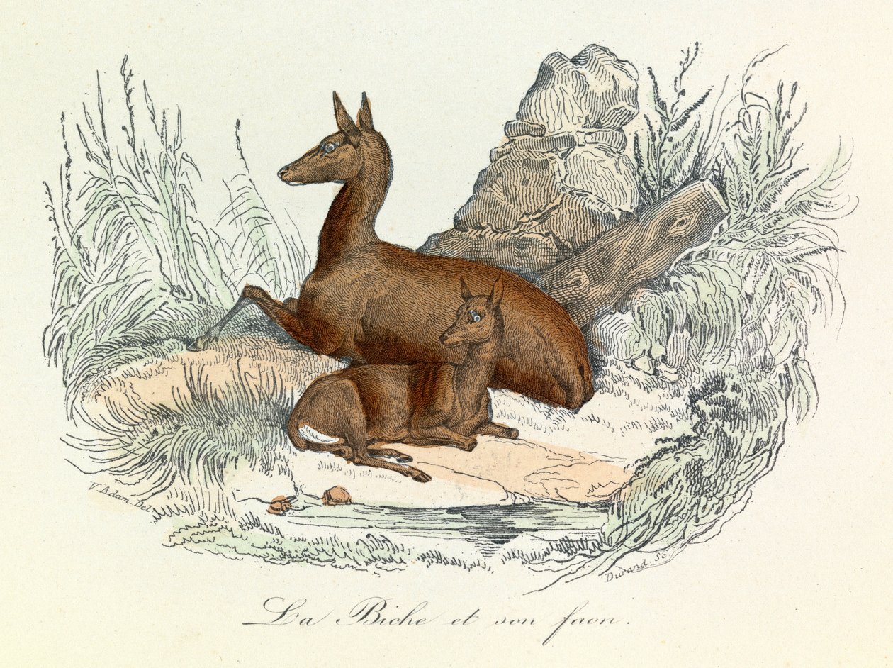Illustratie uit het boek "Complete Works of Buffon": Les animaux: De hinde en haar reekalf (gravure) door Unknown artist