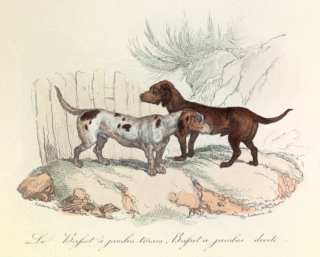 Illustratie uit het boek "Complete Works of Buffon": Les animaux: Le basset a torso legs et le basset a straight legs (gravure) door Unknown artist