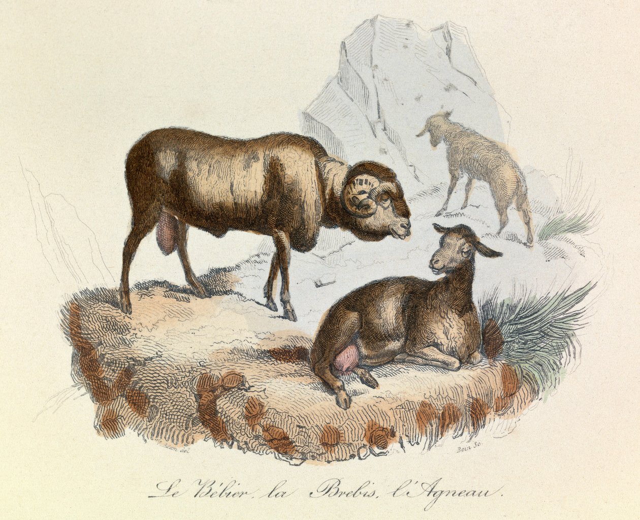 Illustratie uit het boek "Complete Works of Buffon": Les animaux: Le belier, la ooi et l