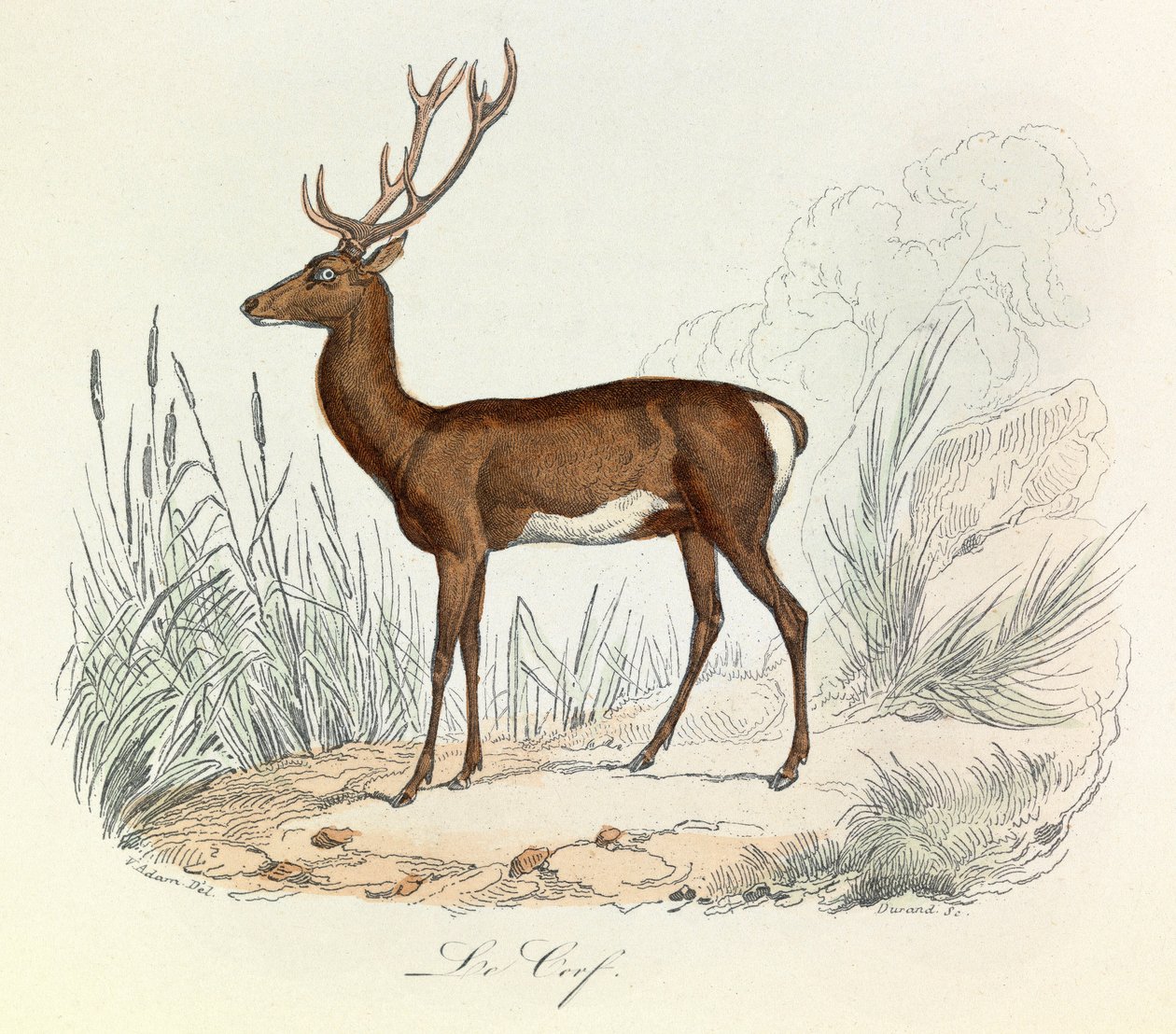 Illustratie uit het boek "Complete Works of Buffon": Les animaux: De cerf (gravure) door Unknown artist